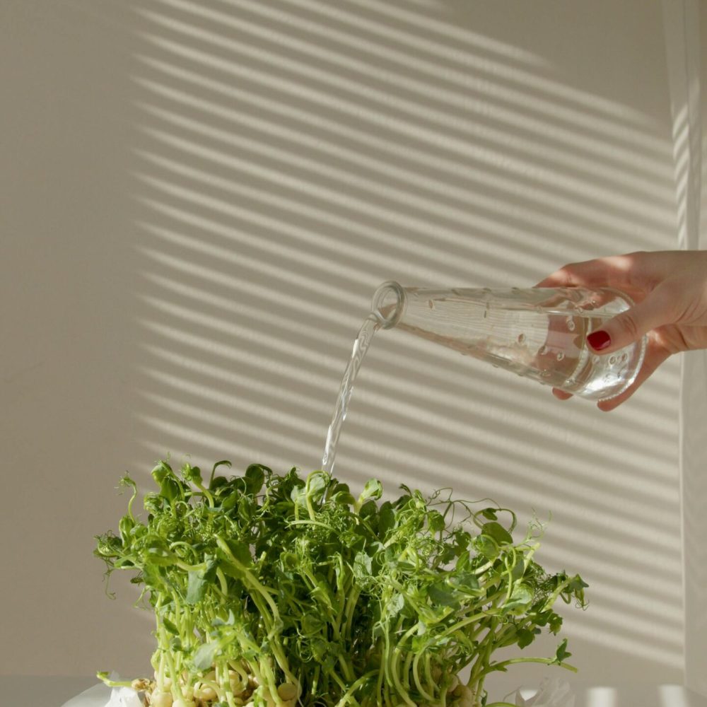 A hand pours water from a glass bottle onto green plants, highlighted by soft natural light.